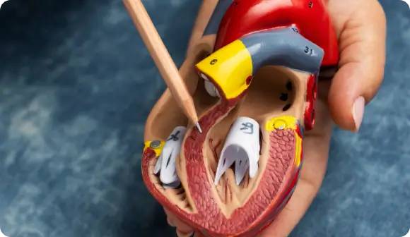 Anxiety Relief & Neuro-Inflammation Protocols